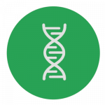 Eine weiße DNA Doppelhelix auf einem grünen Kreis